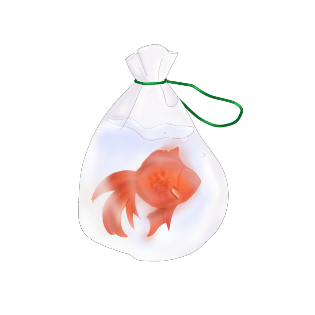 fish in the plastic bag