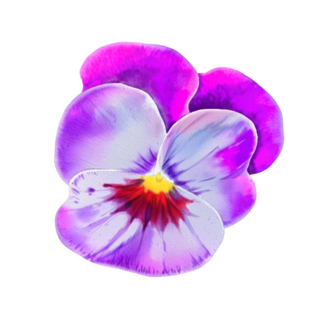 Violet (Watercolour)
