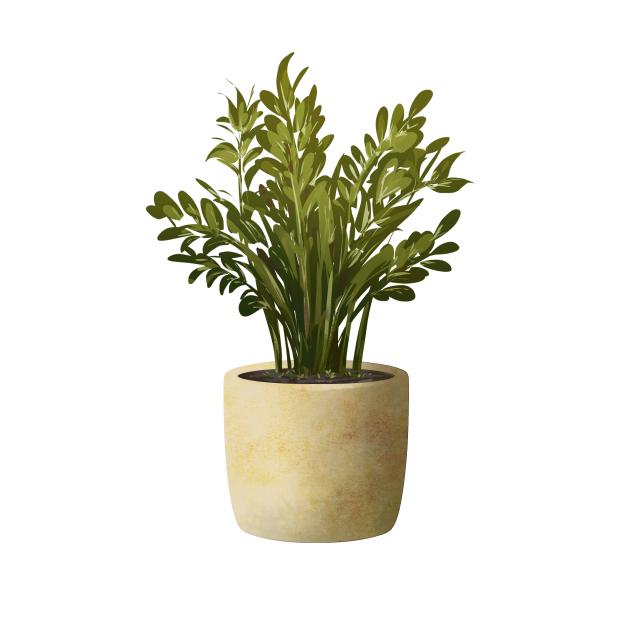 Indoor Plant 1