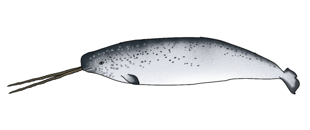 Narwhal male two tusks render