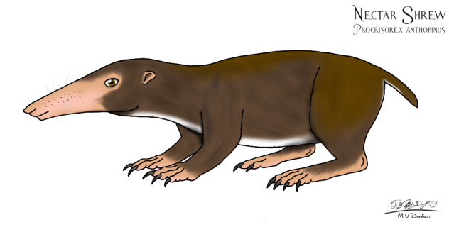 Nectar Shrew