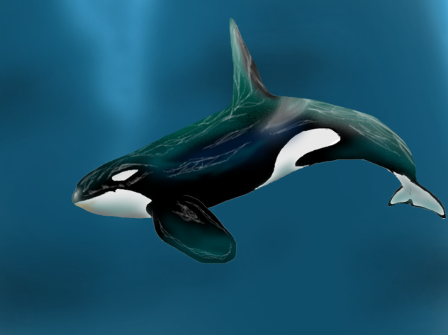 シャチ - ibisPaint
