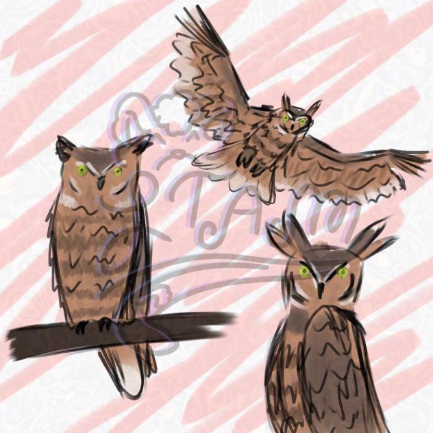 Great horned owl