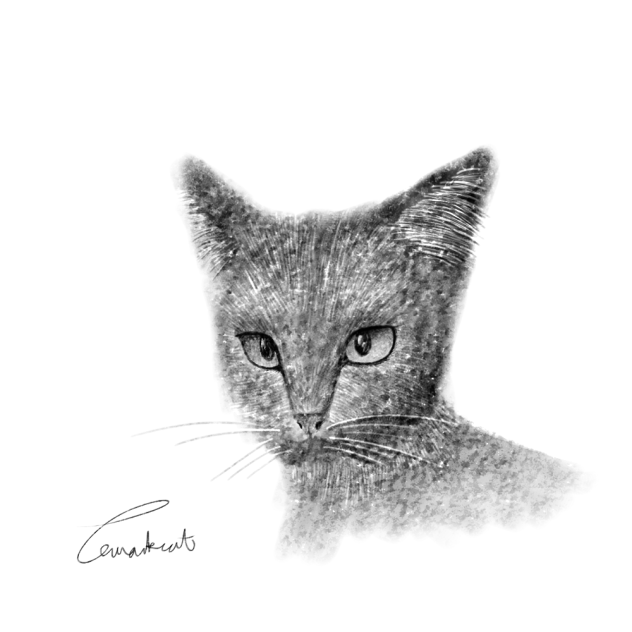 cat 🐈