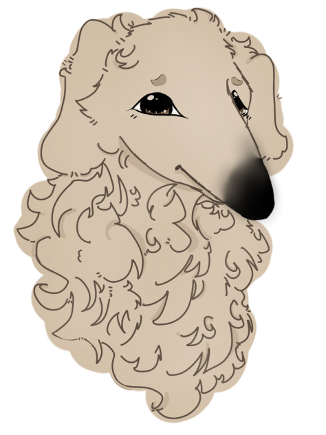 Borzoi