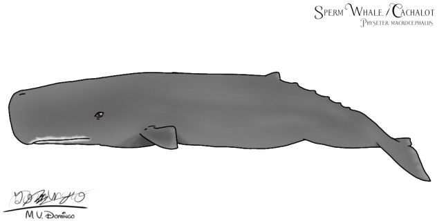 Sperm Whale - Cachalot