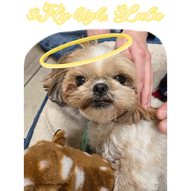 Fly High, Lulu