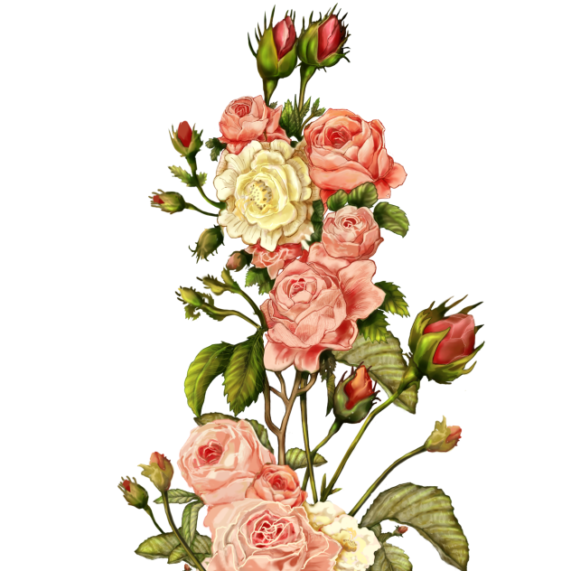 Rose 🌹