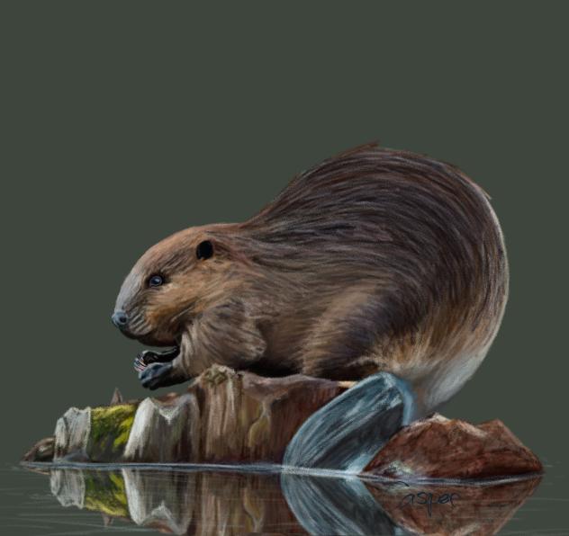Beaver
