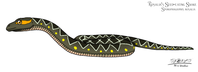 Rosalia's Seed-eating Snake