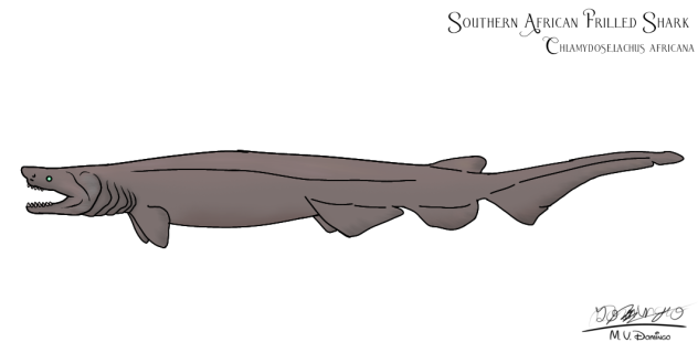 Southern African Frilled Shark