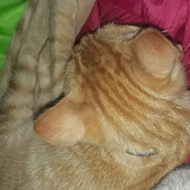 gatito bebé❤