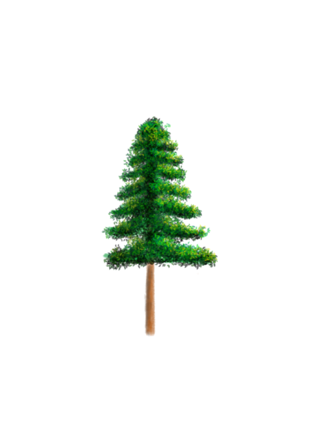 pine Tree