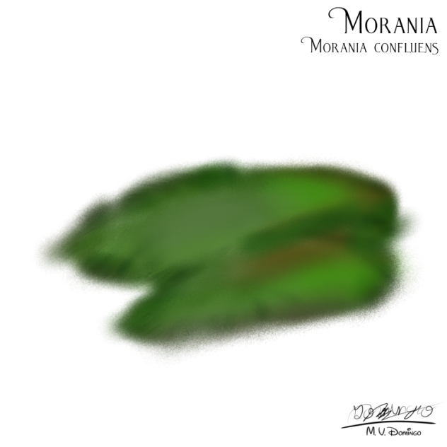 Morania confluens