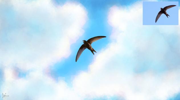 birb