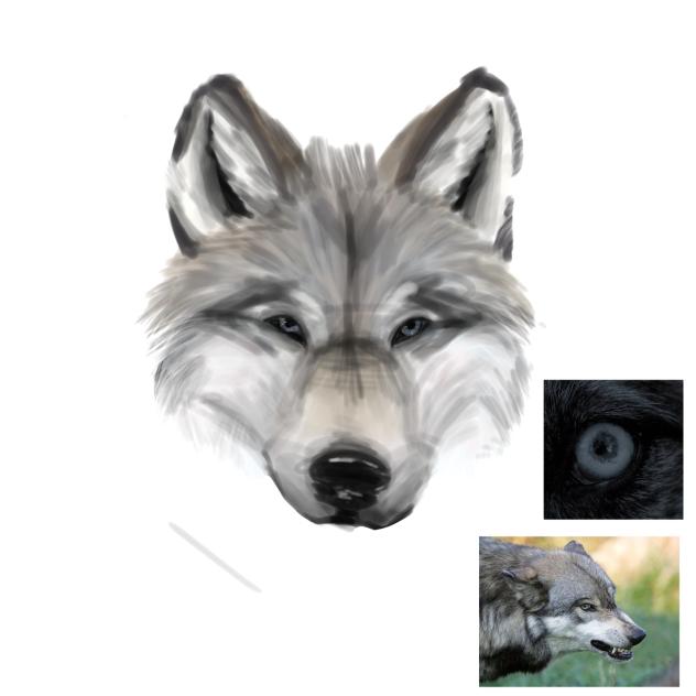 wolf - ibisPaint