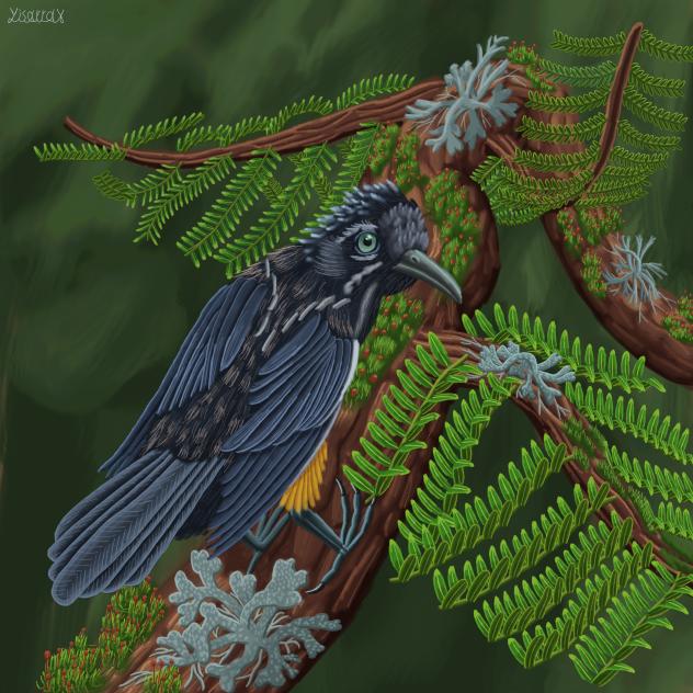 Kaua'i 'ō'ō and the Song of Extinction