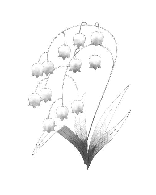 Lily of the Valley