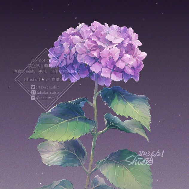 習作　紫陽花