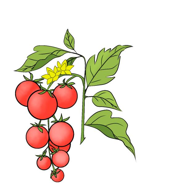 Plant Tomato 03