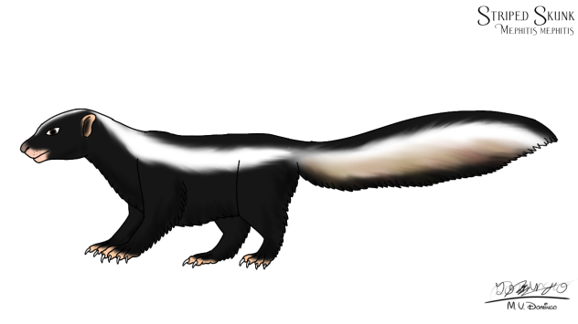 Striped Skunk