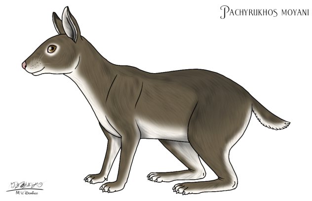 Pachyrukhos moyani (2023)