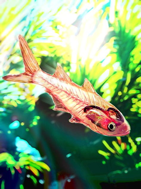 サクラテンジクダイ