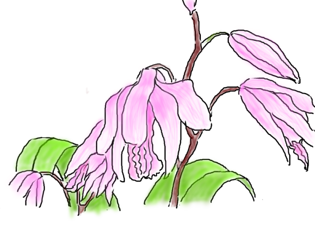 5月の花ーーーーりゆう