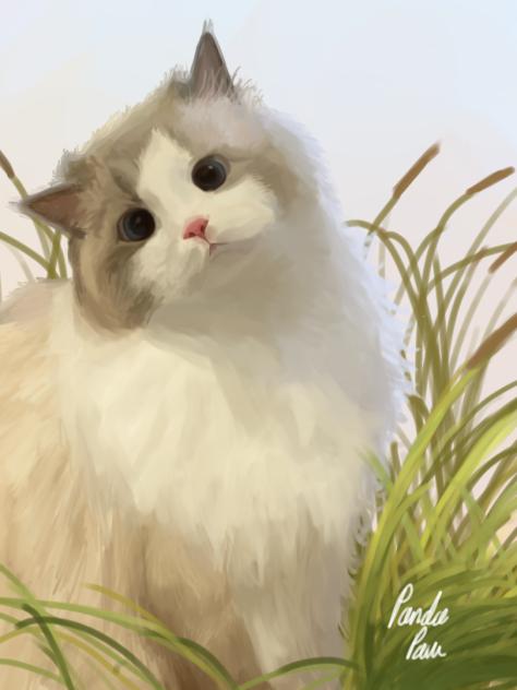 Catto