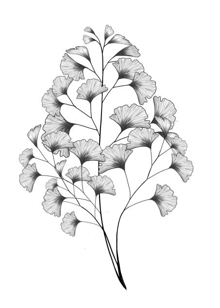 Adiantum