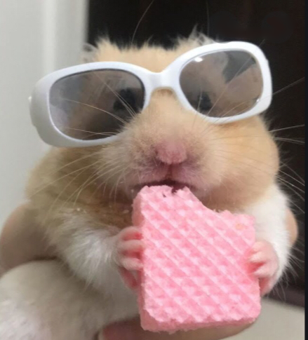 Le hamster