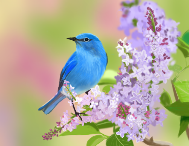 mountain bluebird