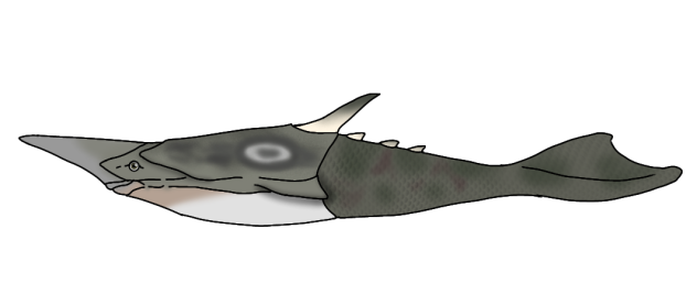 Pteraspis mitchelli2