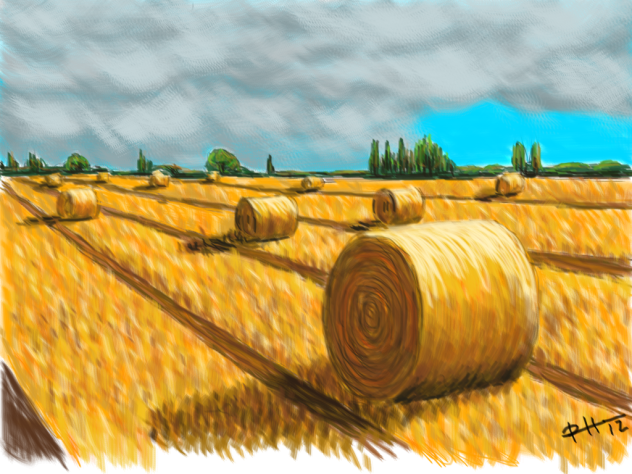 Campo de trigo