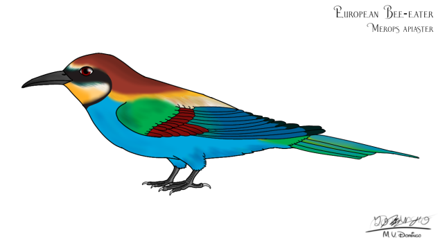 European Bee-eater