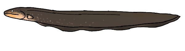 Electrophorus electricus
