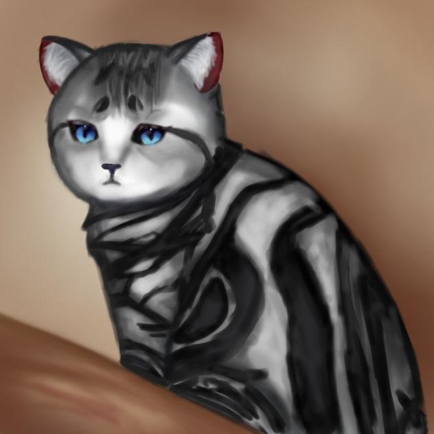 Silver tabby cat
