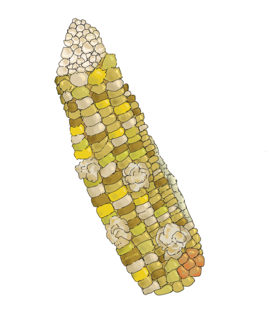 Corn Cob ibisPaint