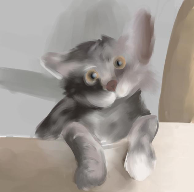 cat.