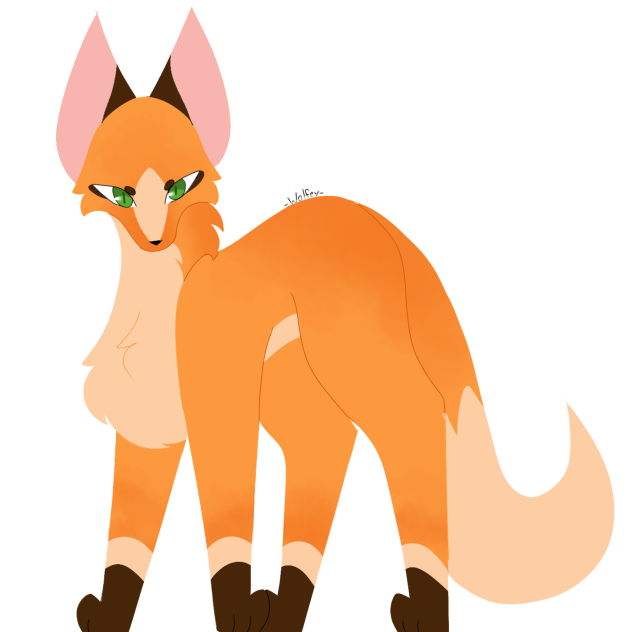 Random fox drawing