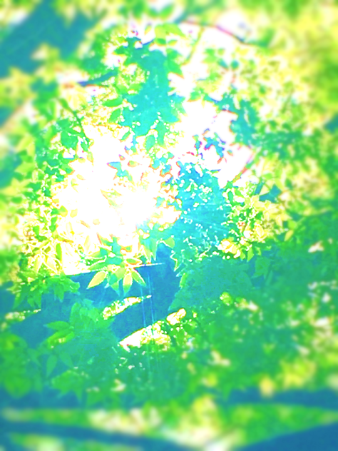 背景 木と日差し