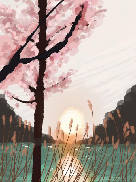 cherry blossom tree