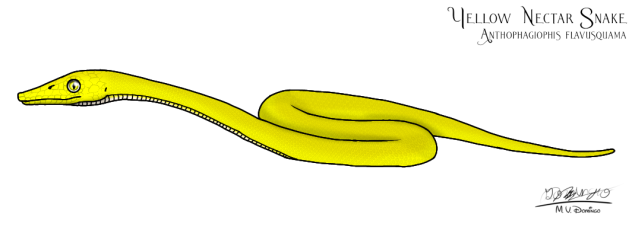 Yellow Nectar Snake