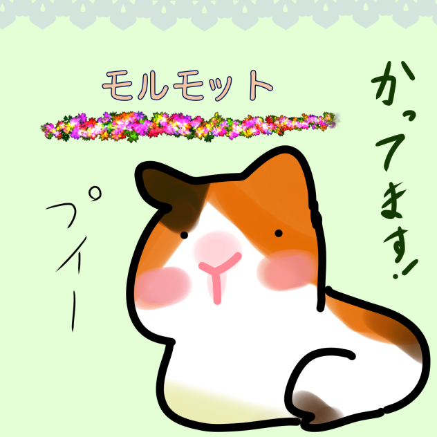モルモット
