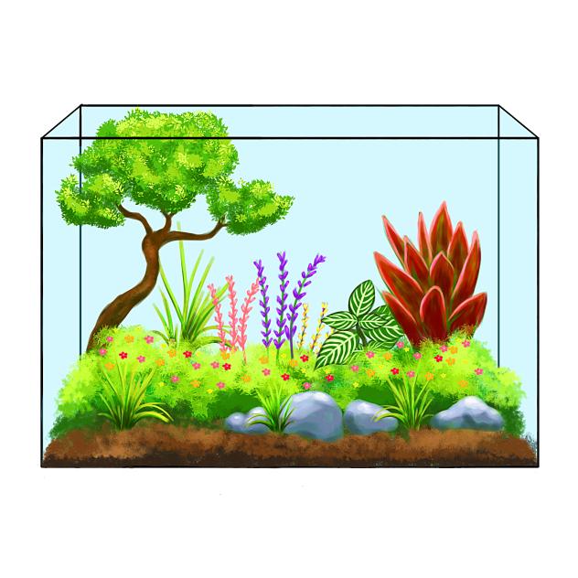 Terrarium Plants