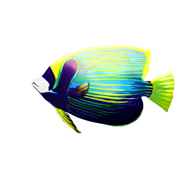 タテジマキンチャクダイ