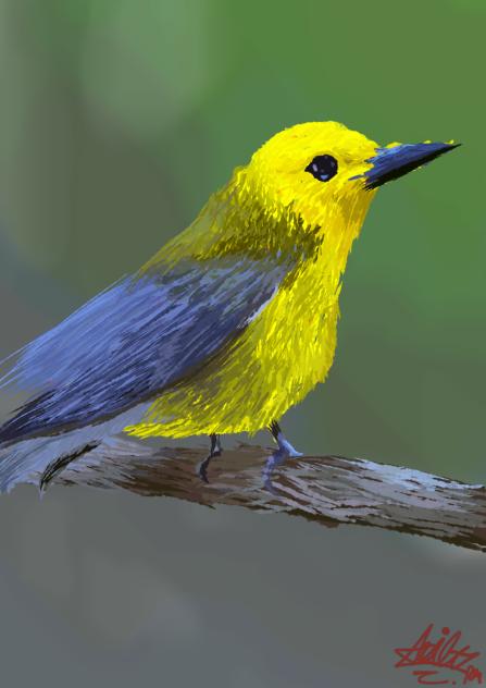 bird3
