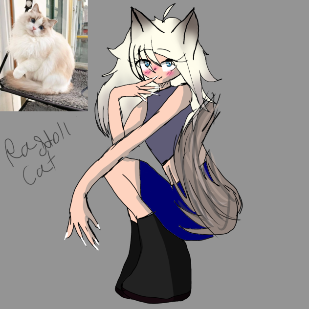 Rag doll cat - ibisPaint