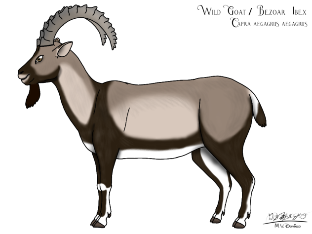 Wild Goat (2023)