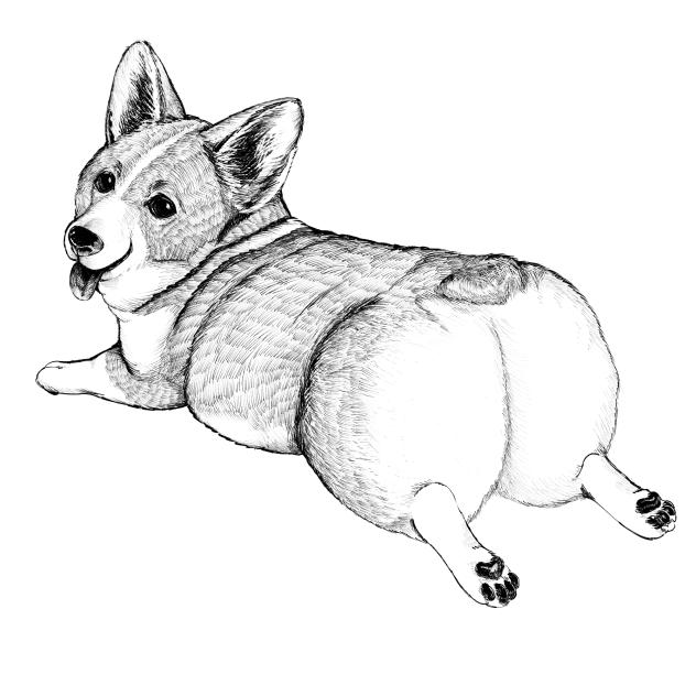 コーギー　ふせ